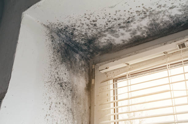 Affordable Mold Cleanup solutions in Burlington, MA